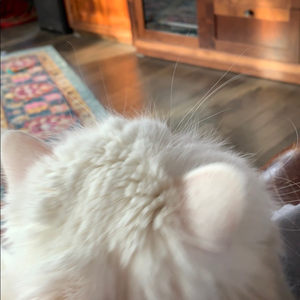 Meet your Posher, Eloise